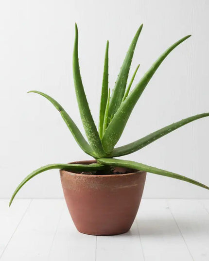 Uniluoto ALOE VERA ‑tyyny 50 × 60 cm - KalusteDuo_Huonekaluliike_Tyyny